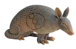 REAL WILD COMPETITION ARMADILLO WITH EZ PULL FOAM
